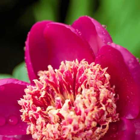 paeonia_charles_burgess00.png