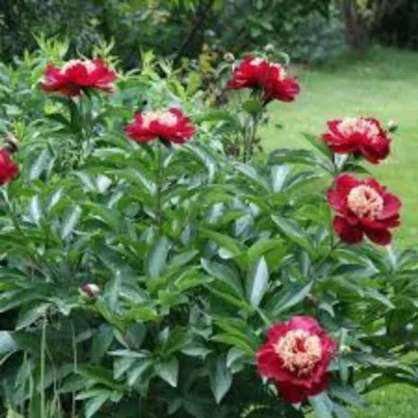 paeonia_lactiflora_charles_burgess_bokor.jpg paeonia_lactiflora_charles_burgess_bokor.jpg