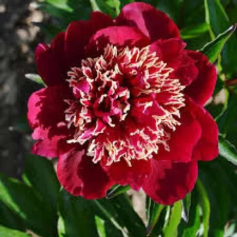 paeonia_lactiflora_charles_burgess_virag.jpg paeonia_lactiflora_charles_burgess_virag.jpg