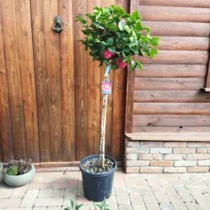 Camellia Japonica In 'Dr King' - Oszlopos kamélia