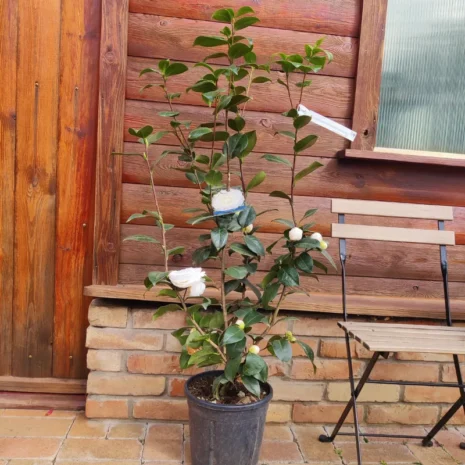 kamélia snow white 2