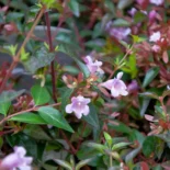 Abelia × grandiflora ‘Edward Goucher’ – Nagyvirágú tárnicslonc