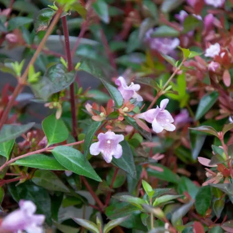 abelia-grandiflora-edward-goucher-nagyviragu-tarnicslonc-1_premiumplants Abelia × grandiflora ‘Edward Goucher’ – Nagyvirágú tárnicslonc