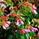 Abelia × grandiflora ‘Edward Goucher’ – Nagyvirágú tárnicslonc