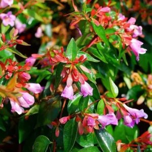 Abelia × grandiflora ‘Edward Goucher’ – Nagyvirágú tárnicslonc