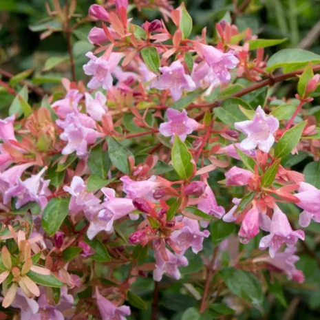 abelia-grandiflora-edward-goucher-nagyviragu-tarnicslonc-3_premiumplants Abelia × grandiflora ‘Edward Goucher’ – Nagyvirágú tárnicslonc