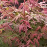 Acer Palmatum – Japán juhar