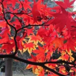 Acer Palmatum – Japán juhar