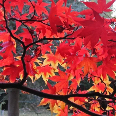 acer-palmatum-japan-juhar-2_premiumplants Acer Palmatum – Japán juhar