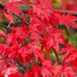 Acer Palmatum – Japán juhar