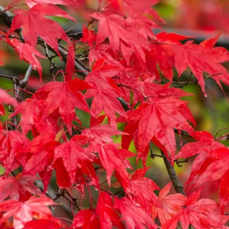 Acer Palmatum – Japán juhar