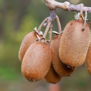 Actinidia chinensis – Kínai kivi (nőivarú)