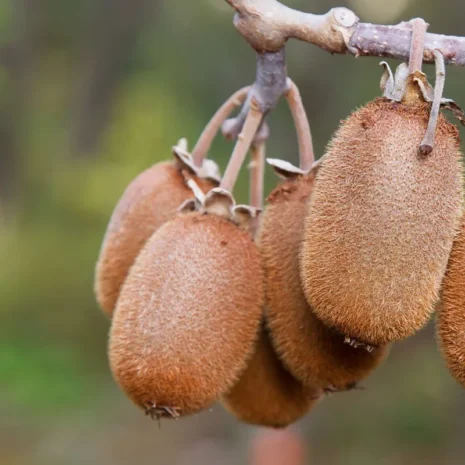 Actinidia chinensis – Kínai kivi (nőivarú)