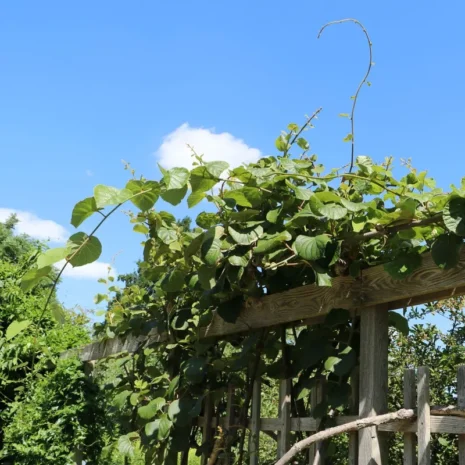 actinidia-chinensis–kinai-kivi-noivaru-2_premiumplants Actinidia chinensis – Kínai kivi (nőivarú)