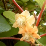 Actinidia chinensis – Kínai kivi (nőivarú)