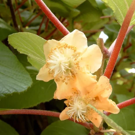 actinidia-chinensis–kinai-kivi-noivaru-3_premiumplants Actinidia chinensis – Kínai kivi (nőivarú)
