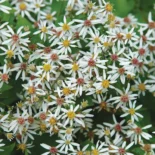 Aster divaricatus 'Eastern Star' - Ligeti őszirózsa