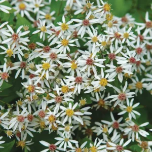 Aster divaricatus 'Eastern Star' - Ligeti őszirózsa
