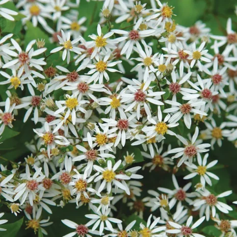 Aster divaricatus 'Eastern Star' - Ligeti őszirózsa