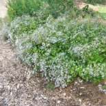 Aster divaricatus 'Eastern Star' - Ligeti őszirózsa