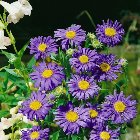 aster-frikartii-jungfrau-oszirozsa-1_premiumplants Aster × frikartii 'Jungfrau' - Őszirózsa