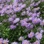 Aster × frikartii 'Jungfrau' - Őszirózsa