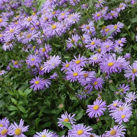 aster-frikartii-jungfrau-oszirozsa-2_premiumplants Aster × frikartii 'Jungfrau' - Őszirózsa
