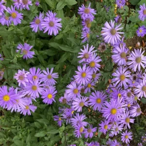 Aster × frikartii 'Jungfrau' - Őszirózsa
