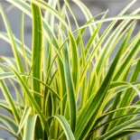 Carex morrowii 'Vanilla Ice' - Tarkalevelű sás