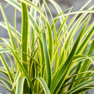 Carex morrowii 'Vanilla Ice' - Tarkalevelű sás
