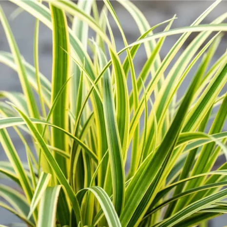 Carex morrowii 'Vanilla Ice' - Tarkalevelű sás