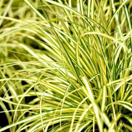 carex-morrowii-vanilla-ice-tarka-levelu-sas_premiumplants Carex morrowii ‘Vanilla Ice’ – Tarka levelű sás