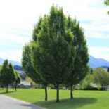 Carpinus betulus ‘Fastigiata’ – Oszlopos gyertyán