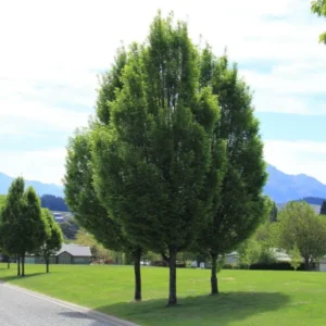 Carpinus betulus ‘Fastigiata’ – Oszlopos gyertyán
