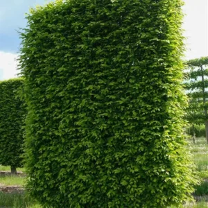 Carpinus betulus ‘Fastigiata’ – Oszlopos gyertyán
