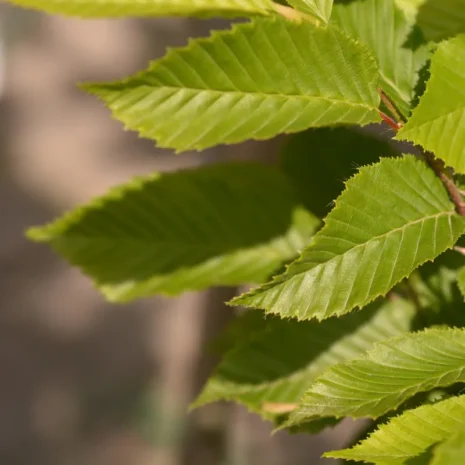 carpinus-betulus-fastigiata-oszlopos-gyertyan-2_premiumplants Carpinus betulus ‘Fastigiata’ – Oszlopos gyertyán