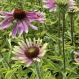 Echinacea purpurea 'Green Twister' - Bíbor kasvirág