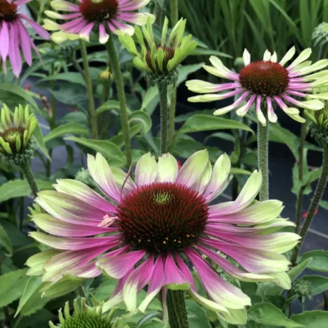 echinacea-purpurea-green-twister-bibor-kasvirag-2_premiumplants Echinacea purpurea 'Green Twister' - Bíbor kasvirág