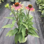 Echinacea purpurea 'Green Twister' - Bíbor kasvirág
