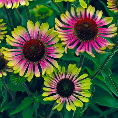 Echinacea purpurea 'Green Twister' - Bíbor kasvirág