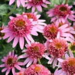 Echinacea purpurea 'Pink Double Delight' - Bíbor kasvirág