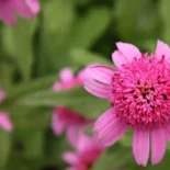 Echinacea purpurea 'Pink Double Delight' - Bíbor kasvirág