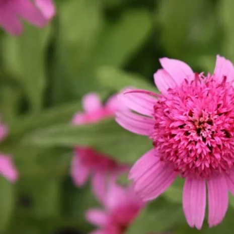 echinacea-purpurea-pink-double-delight-bibor-kasvirag-2 Echinacea purpurea 'Pink Double Delight' - Bíbor kasvirág