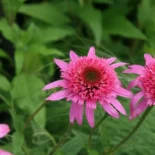 Echinacea purpurea 'Pink Double Delight' - Bíbor kasvirág