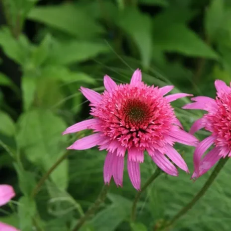 echinacea-purpurea-pink-double-delight-bibor-kasvirag-3 Echinacea purpurea 'Pink Double Delight' - Bíbor kasvirág