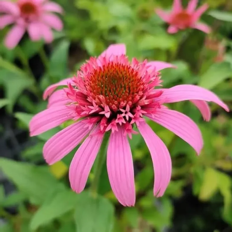 Echinacea purpurea 'Pink Double Delight' - Bíbor kasvirág