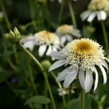 Echinacea purpurea 'White Double Delight' - Bíbor kasvirág