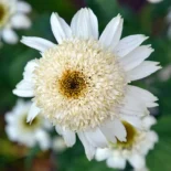Echinacea purpurea 'White Double Delight' - Bíbor kasvirág