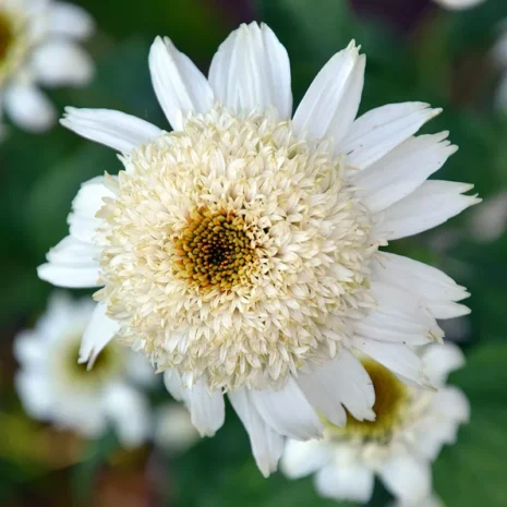 echinacea-purpurea-white-double-delight-bibor-kasvirag-2_premiumplants Echinacea purpurea 'White Double Delight' - Bíbor kasvirág