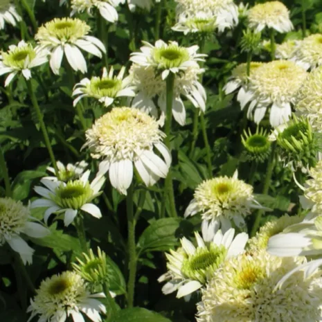 Echinacea purpurea 'White Double Delight' - Bíbor kasvirág